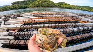 立ち入り禁止の牡蠣イカダに潜む超大物。そこは大型石鯛の楽園になっていた…。