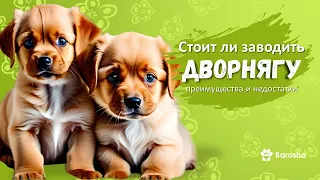 Стоит ли заводить дворнягу