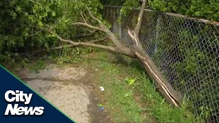 Brampton woman killed by falling tree during storm