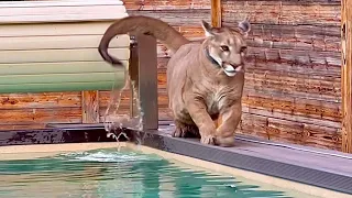 Messi wanted to go swimming! Puma relaxes by the pool bathing his tail