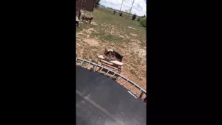 retarded dog thinks he can fly! (then falls to his death) warning