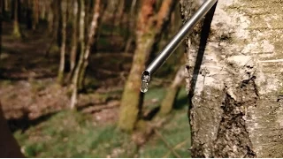 Three methods for tapping sap from a Birch tree