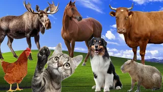 Funny farm animals sounds: Cat, Dog, Elephant, Horse, Elk, Capybara, Cow, Antelope - Cute animals