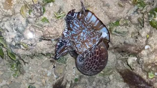 Tun Snail devours sea cucumber