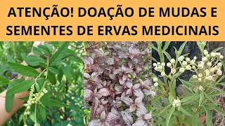 ATENÇÃO! ⚠️ DOAÇÃO DE MUDAS E SEMENTES DE ERVAS MEDICINAIS⚠️ CONFIRA NA LEGENDA!