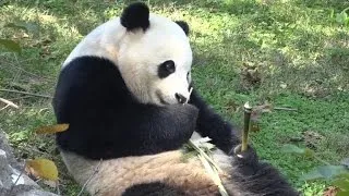 Panda Bao Bao prepares for big move to China