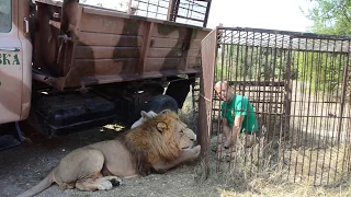 Олег Зубков и лев Малыш -разговор по душам через клетку !