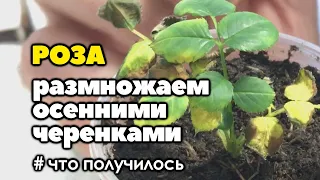 #2 Укореняем розы из осенних черенков | Что получилось