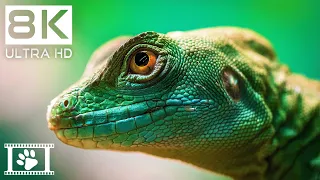 8K Животные • Потрясающие детали в 8K Ultra HD