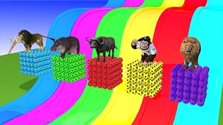 Long Slide Game With Lion Elephant Gorilla Buffalo Hippo Turtle Tiger 3d Animal Game Funny 3d Animal