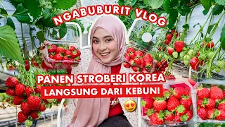 HARVEST KOREAN STRAWBERRY DIRECTLY FROM THE GARDEN! 😍🍓 RAMADHAN VLOG 🇰🇷 WAITING FOR IFTAR IN KOREA 😍