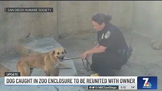 Owner Reclaims Dog Caught in Gorilla Enclosure at San Diego Zoo Safari Park