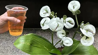 It's Miraculous It Makes Many Orchid Branches Instantly Revive