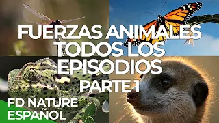 Fuerzas Especiales Animales Todos los Episodios Parte 1 | Free Documentary Nature Español