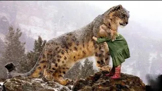 Daughter Approached This Snow Leopard & Hugged It A Moment Later Something Unthinkable Happen