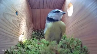 25th March 2021 - Blue tit nest box live camera highlights