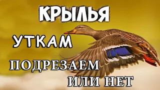 ST5 БРОЙЛЕРНАЯ утка, взвешивание 10 дней. Как уменьшить или увеличить влажность в инкубаторе.