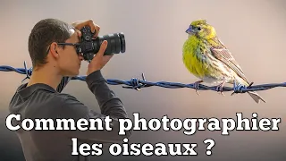 Comment Photographier les Oiseaux ? [affût, matériel, réglages...]