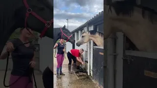 ANGRY HORSE! GELDING V STALLION 😡