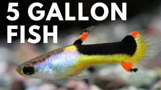 5 Gallon Fish Tank Stocking Ideas: 5 EXCELLENT FISH