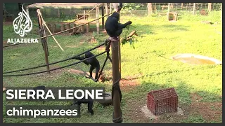 Sierra Leoneans race to save endangered chimpanzees