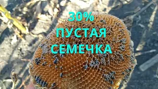 SYNGENTA КУПАВА ПЕРЕД УБОРКОЙ!!! ЗАМЕРЯЕМ ВЛАГУ!!!