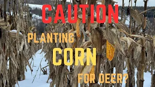 Planting Corn For Deer