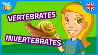 Vertebrates and Invertebrates Animals (part 1) | Kids Videos