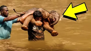 Man Saves Drowning Baby Elephant, Then The Herd Does The Unexpected