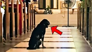 Der Hund weigert sich, die Kirche zu verlassen. Der Priester schaut in die Kamera und ist schockiert