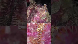 Nature’s Illusionists: Ornate Ghost Pipefish in the Solomon Islands #scubadiving #biodiversity