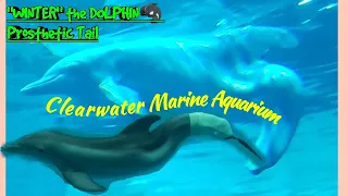 Winter The DOLPHIN in Florida @Clearwater Marine Aquarium | DOLPHIN with Prosthetic Tail 🐬