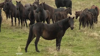 Kontekst: Opstanak bosanskih brdskih konja