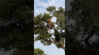 Leopard and Lion Fight Over a Carcass in a Tree With Unexpected Ending!