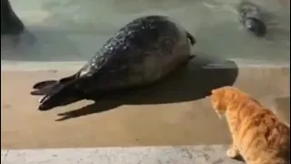 Кот против морского котика | Cat vs fur seal