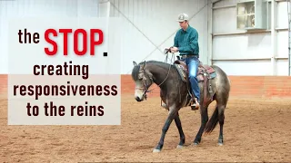 How to teach your horse to stop - Creating responsiveness to the reins.