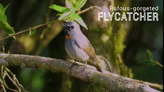 Rufous-gorgeted Flycatcher