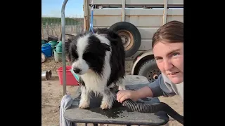 How To Show Groom Border Collie