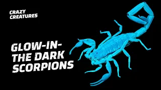 Did You Know Scorpions Glow in the Dark?