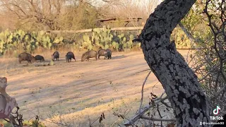 South Texas bowhunting javelina