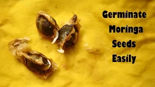 How To Germinate Moringa Or Drumstick Seeds Easily | Paper Towel Method | Grow your own Moringa