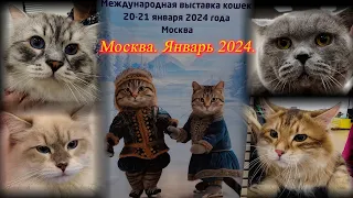 Выставка кошек. Знакомство с новой породой, ринг кошек. ТРЦ  "Мари". Москва.  Январь 2024