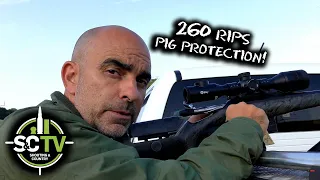 S&C TV | Foxing with Mark Ripley 260RIPS, 15 | Pig protection mission!