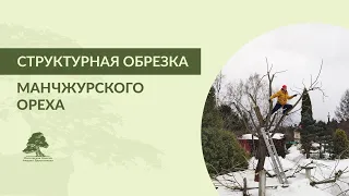 Структурная обрезка манчжурского ореха