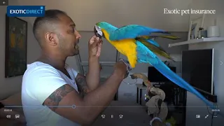 How to teach a parrot to step up and recall. An in-depth guide.