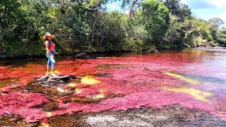 Rainbow River I Most Beautiful River in The World I Cano Cristales I Travelling Colombia