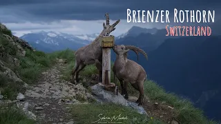 Brienz Rothorn train - The best experience in Brienz