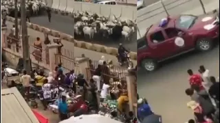 HERDSMEN RĪØT IN AKURE OVER KĪLLING OF COWS & BŪRÑĪÑG OF FULANI HŪTS