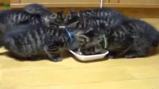 Кошки Едят и Говорят Ом Ном Ном
