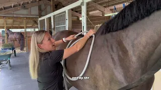 Pulse PEMF Equine Session with Maija of Freely Forward Bodywork & Jen with Pulse PEMF